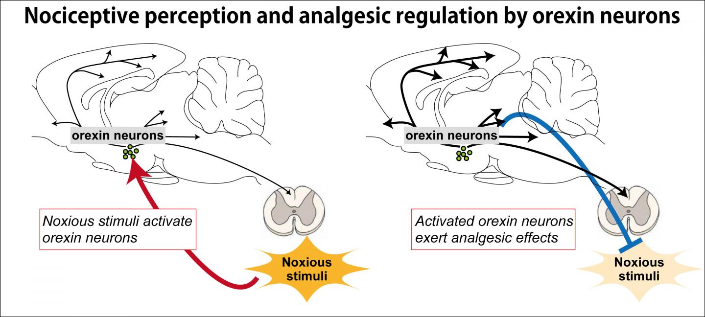 nociceptive-perception-and-ana-image-eurekalert-science-news-releases