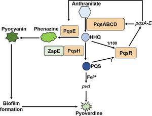 Model of the ZapE regulation in the pqs quorum sensing system in P. aeruginosa.