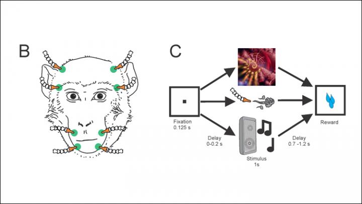 Experiment Paradigm [image] Eurekalert Science News Releases