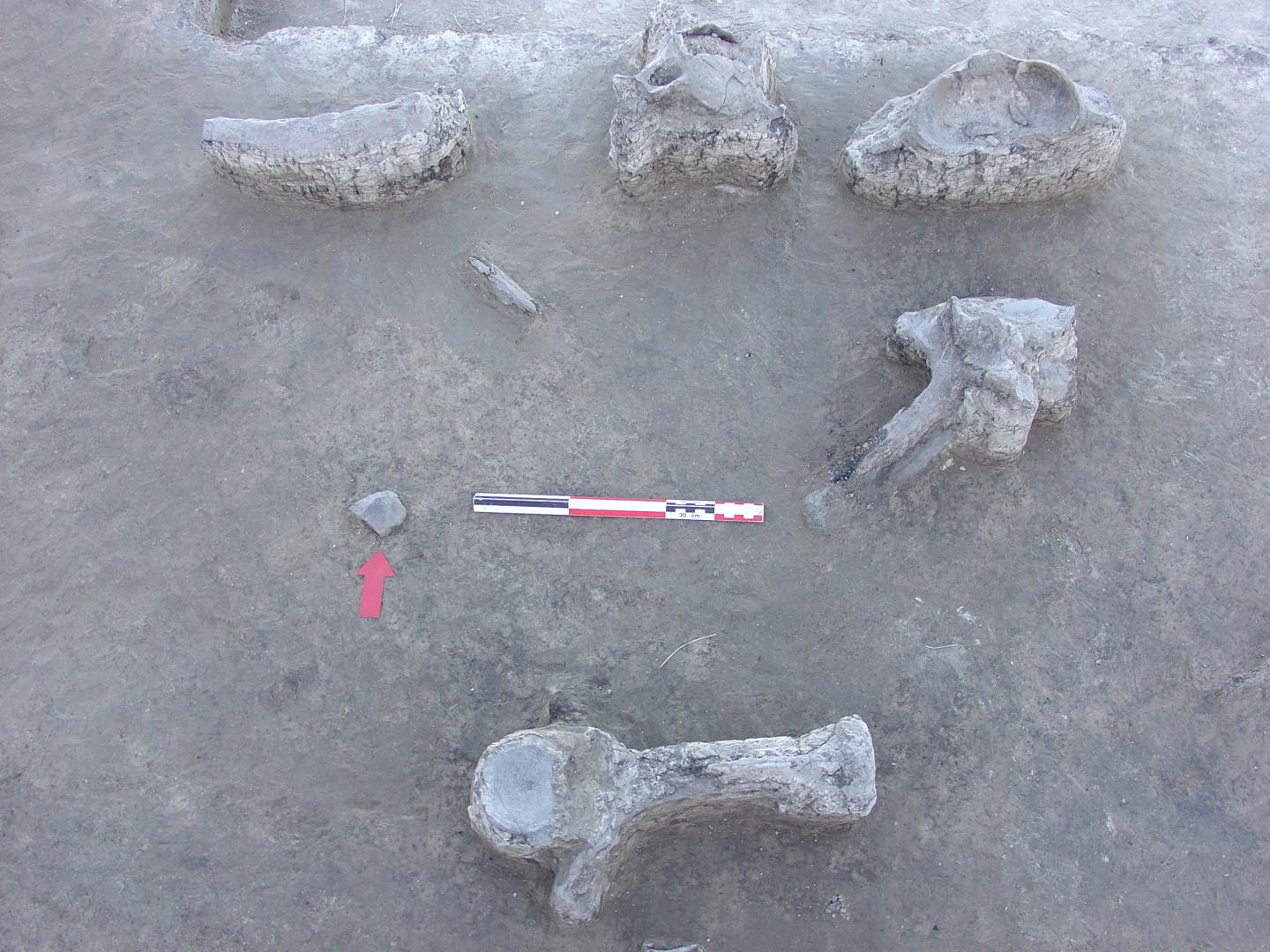 Evidence for Human Involvement in Extinction of Megafauna in the Late Pleistocene