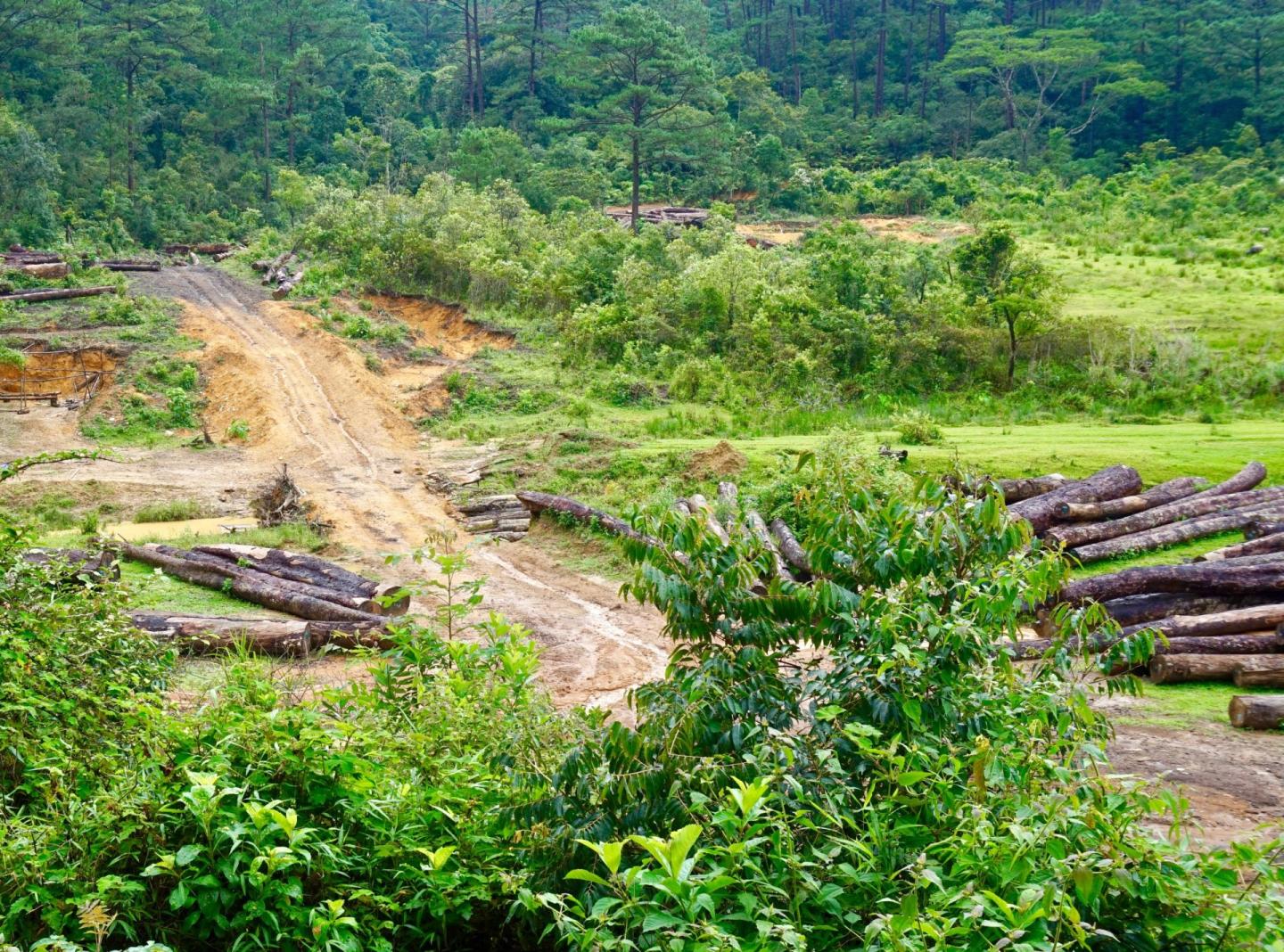 Forest Degradation through Selective Logging