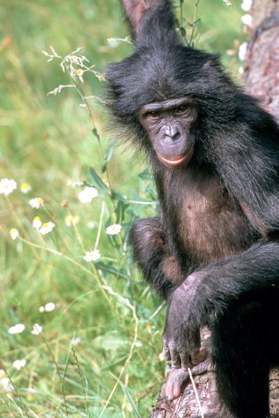 Female Bonobo