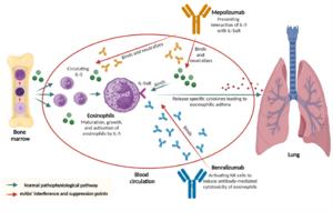 Mepolizumab and benralizumab mode of action