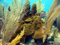 Caribbean Coral (2 of 2)