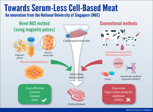 NUS technique to grow cell-based meat - Infographic