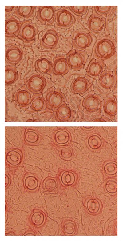 Reduction in Stomata Density