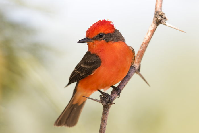 Vermilion flycatcher