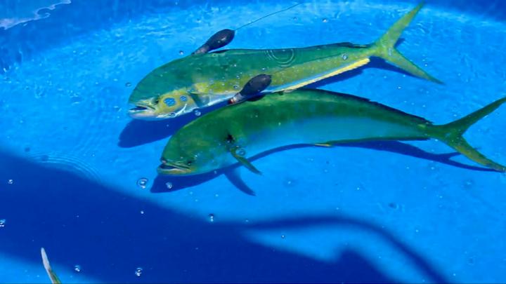 Mahi-mahi