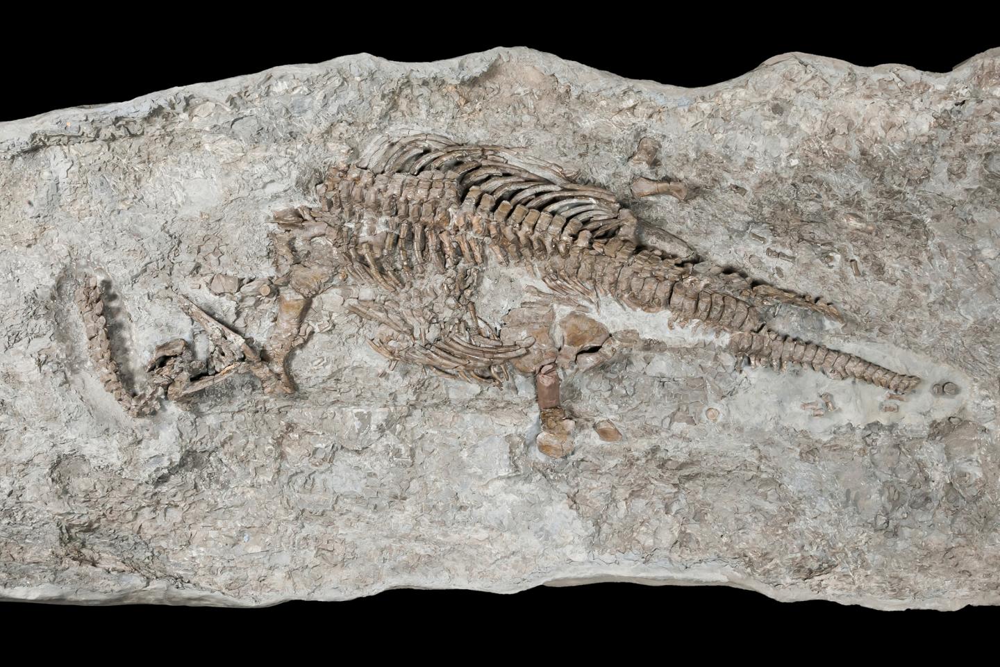 Earliest-Ever Fossil Evidence for Small, Stiff-Necked, Sea-Dwelling Reptiles (2 of 6)