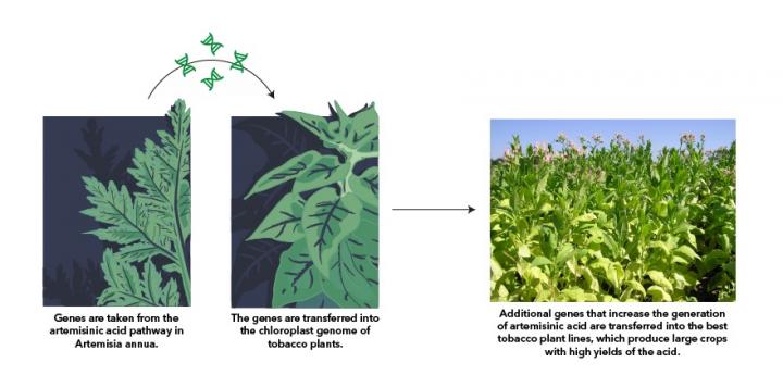 Increasing Artemisinin Production with a High-Biomass Crop