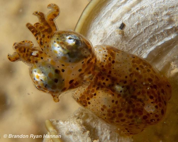 Hannan’s Pygmy Squid (Kodama jujutsu) with raised arms, photographed in the wild. Credit: Brandon Ryan Hannan