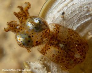 Hannan’s Pygmy Squid (Kodama jujutsu) with raised arms, photographed in the wild. Credit: Brandon Ryan Hannan