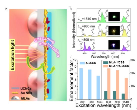 Figure 1|Cascading upconversion amplification effect based on the MLA/Au NRs/CSS UCNCs hybrid structure.