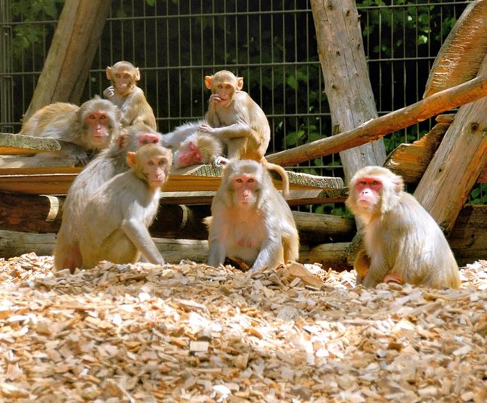 Rhesus macaques