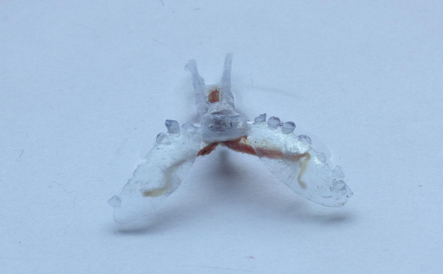 Reserachers Combine Sea Slug and Manmade Parts to Build a Biohybrid Robot