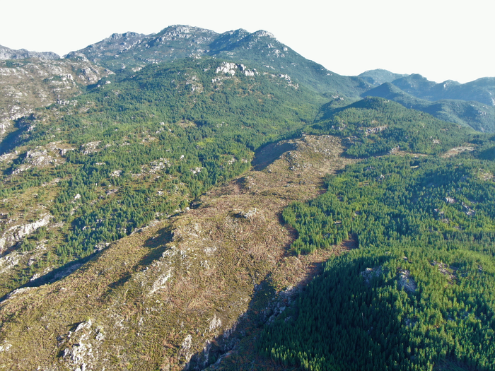 Recently cleared areas of invasive alien trees from the Cape Mountains.