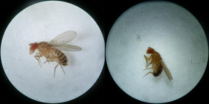 Male (Left) and Female (Right) Fruit Flies