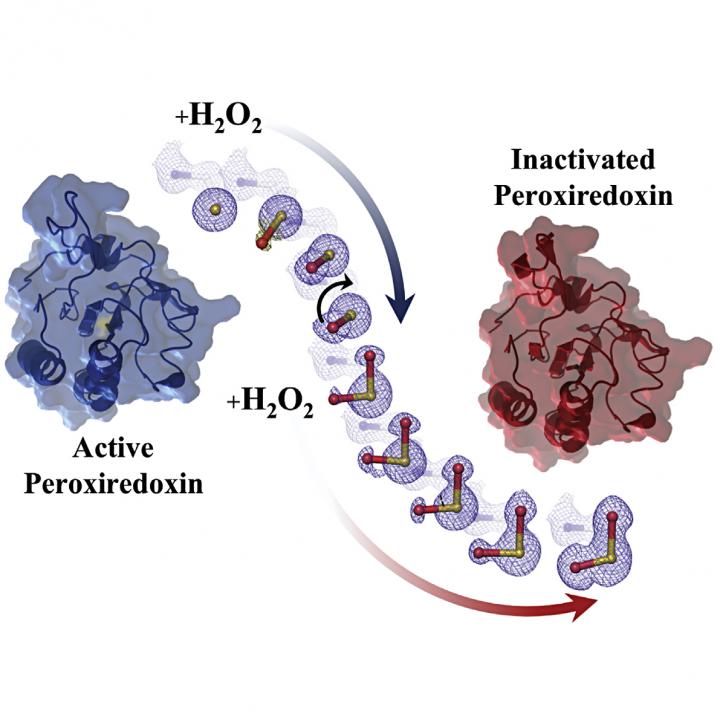 Peroxiredoxin Function