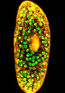 Fluorescence microscopy image of Paramecium bursaria