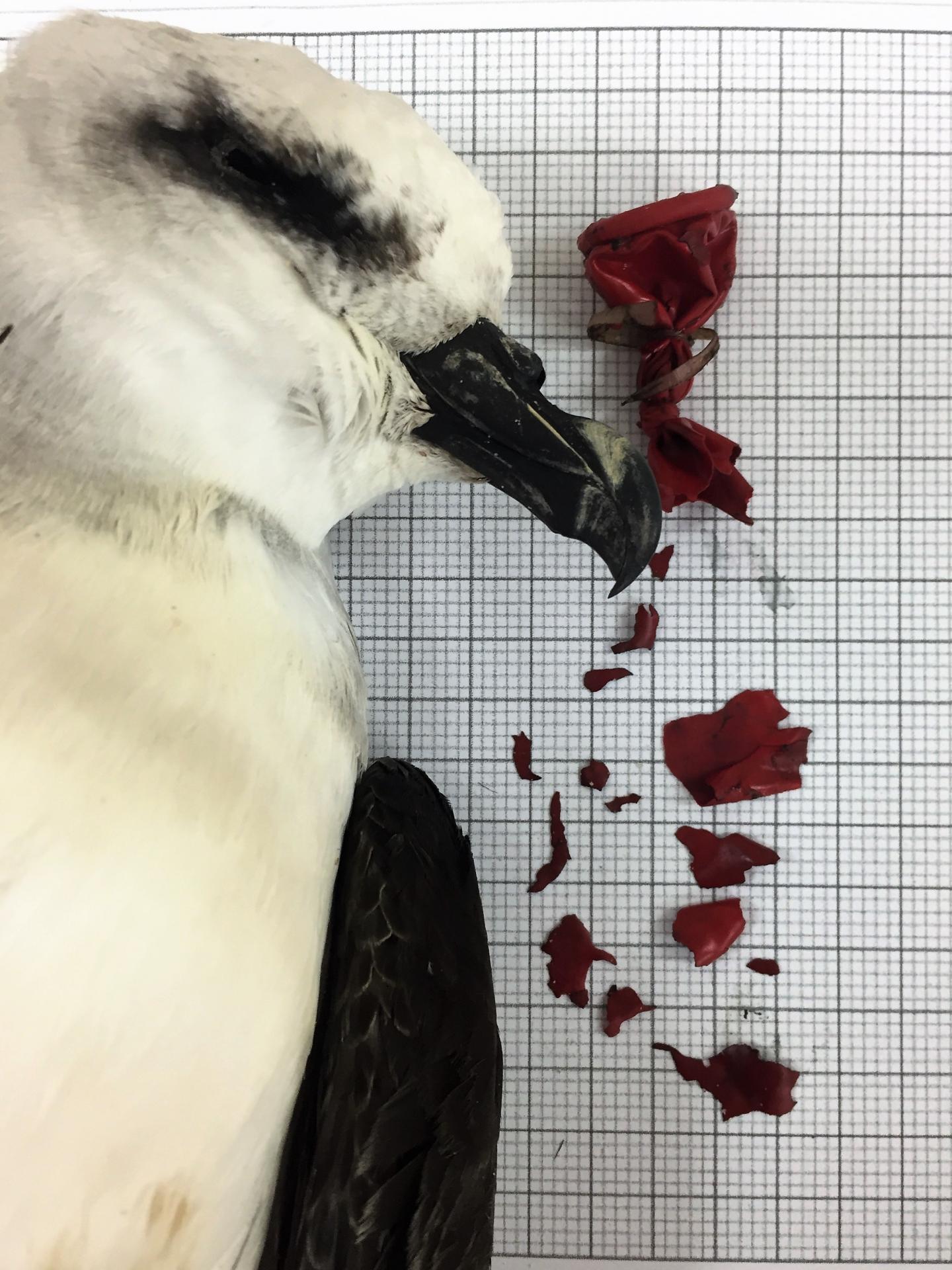 White Headed Petrel Autopsy