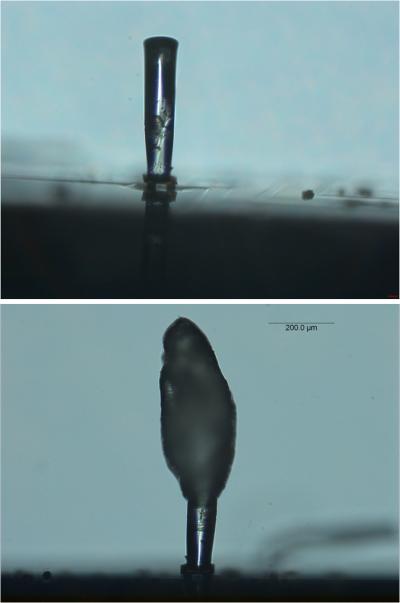 Poly(ethylene glycol)-Based Hydrogel