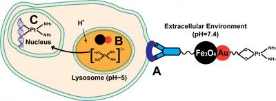 Twin Nanoparticle