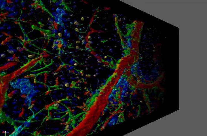 3-D Stem Cell Visualization