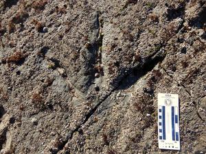 Theropod track