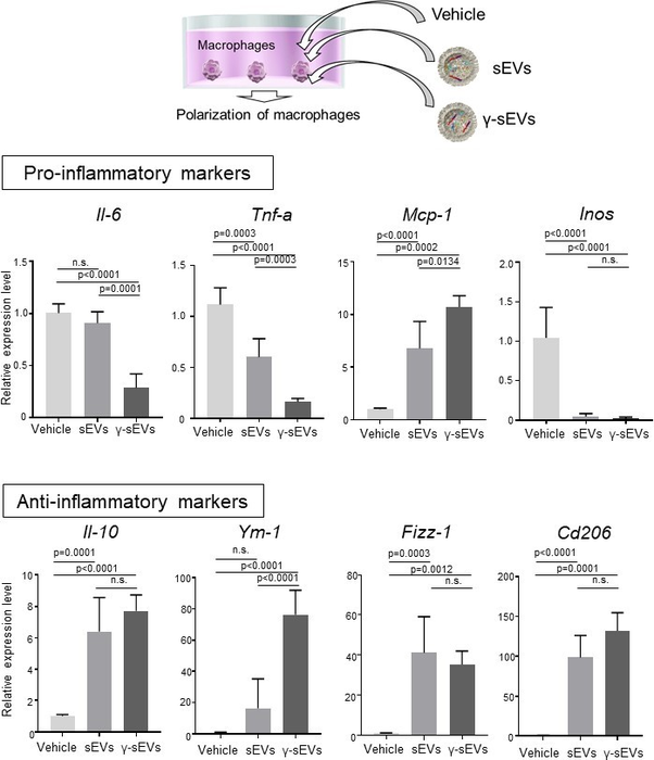 The therapeutic effects of AD-MSC-γ-sEVs