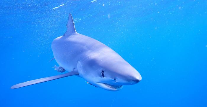 Blue Shark