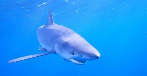 Blue Shark