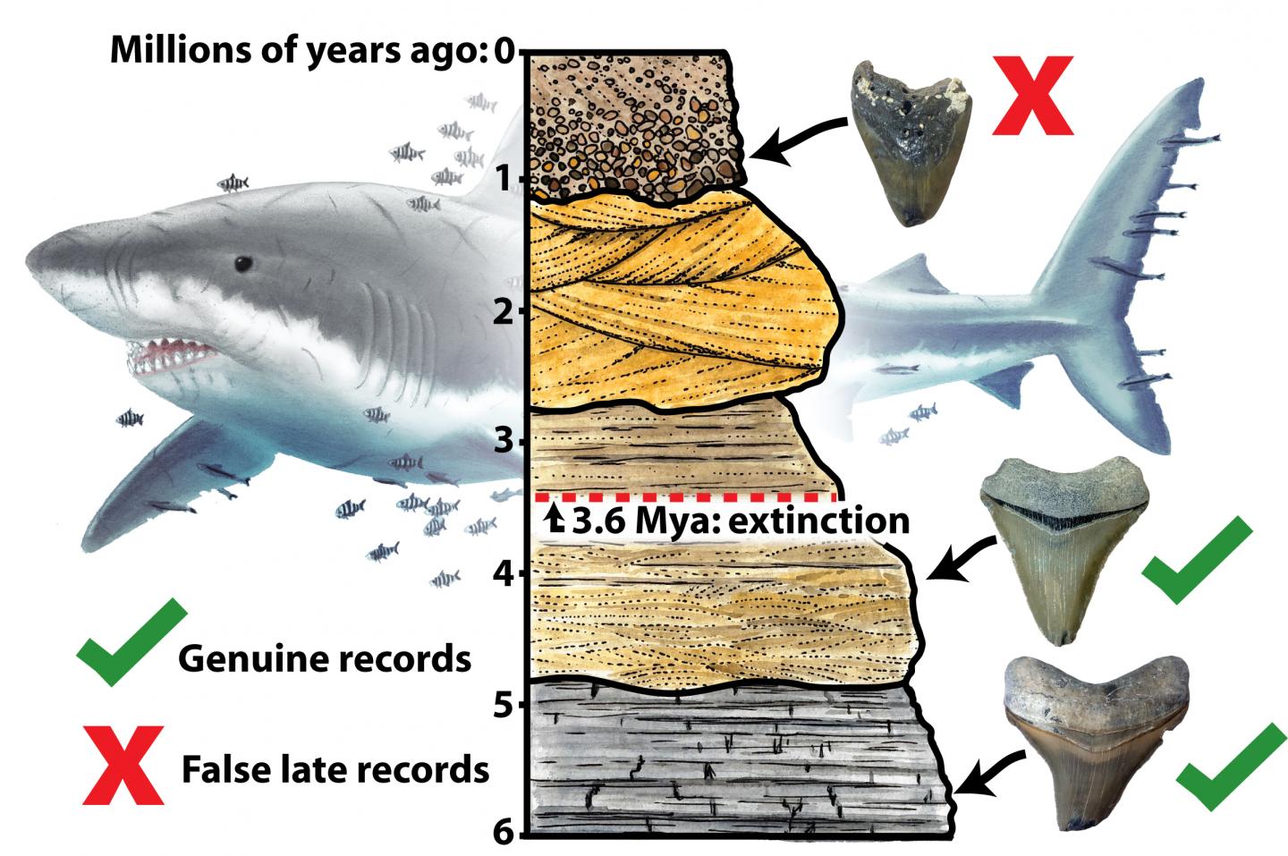 A Megalodon Shark From The Cenozoic Megalodon Is An Extinct Species Of ...