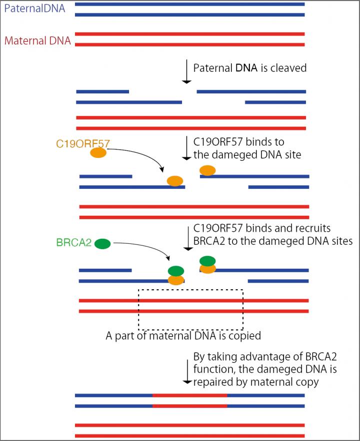 Mechanism of DNA Damage Repair during Meiotic Recombination