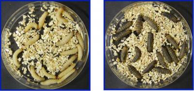 Effects of antifungal and Hsp90 Inhibitor Combination on Larvae with Fungal Infections