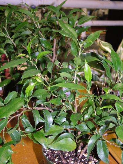 Indoor Plants Found to Release Volatile Organic Compounds