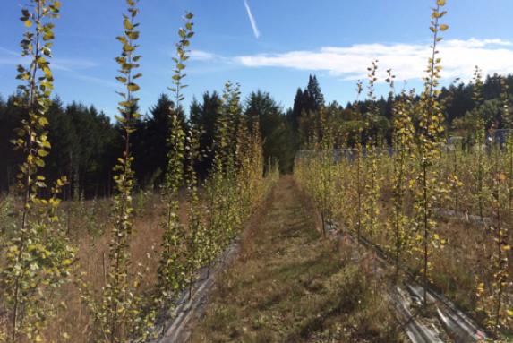 Oregon Poplar Plantation