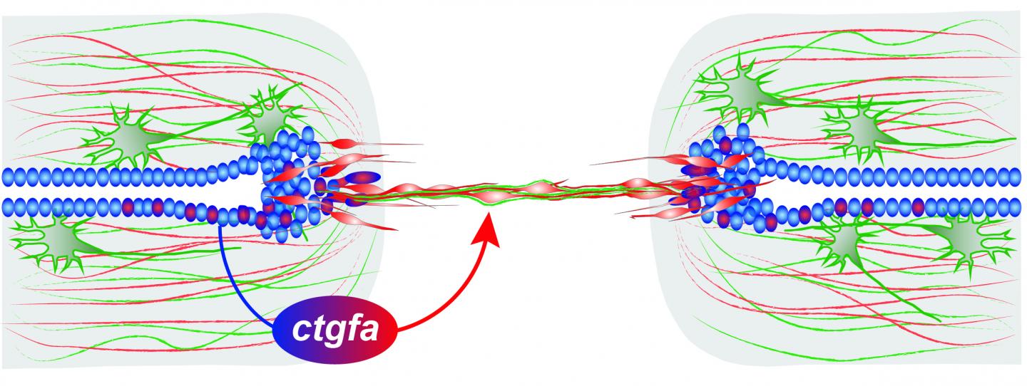 A Secret Ingredient to Help Heal Spinal Cord Injuries?