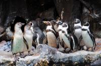 Smell May Guide Penguins Home
