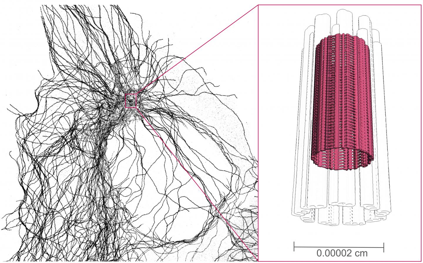 Vue schématique du nano-cylindre