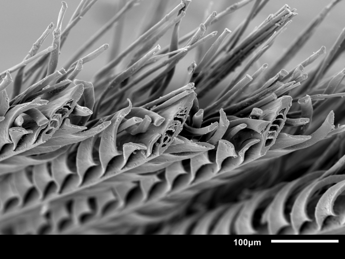 Extreme closeup of sandgrouse feather barbs