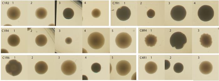 Bacterial colonies from microbial communities