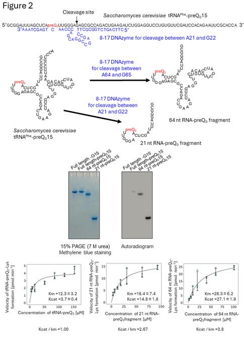 Figure2   ArcS does not recognize the three-dimensional structure of substate RNA.