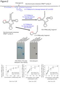 Figure2   ArcS does not recognize the three-dimensional structure of substate RNA.