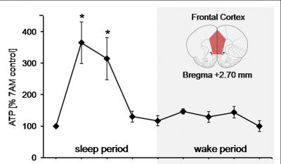 Brain Energy During Sleep