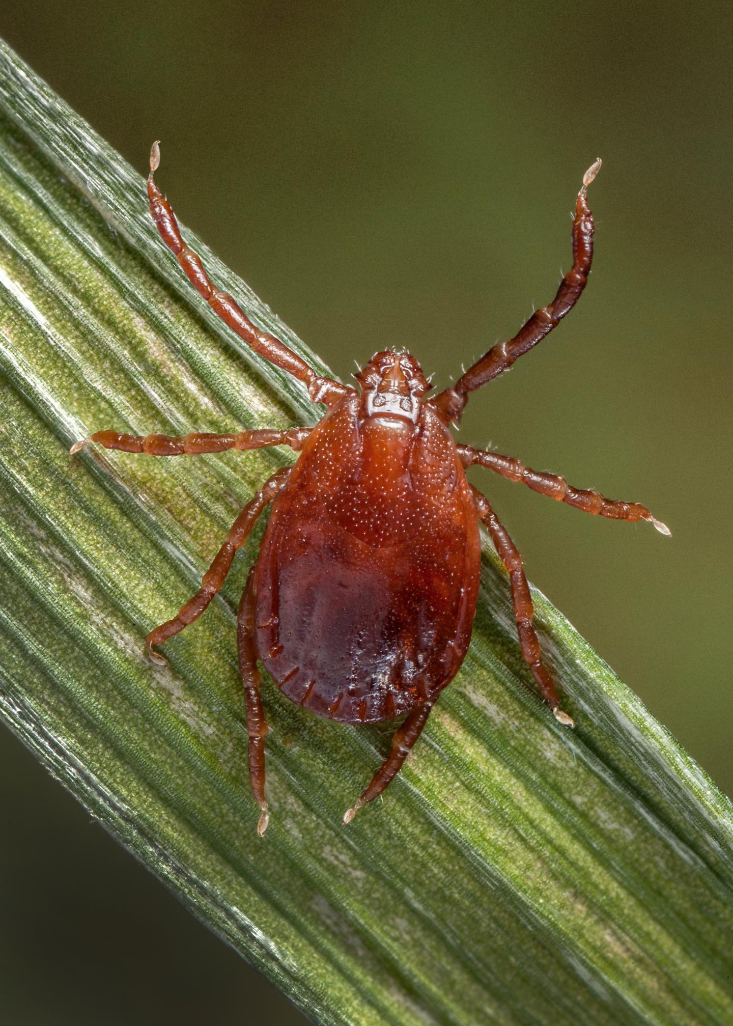 Asian Longhorned Tick (Haemaphysalis longicornis)