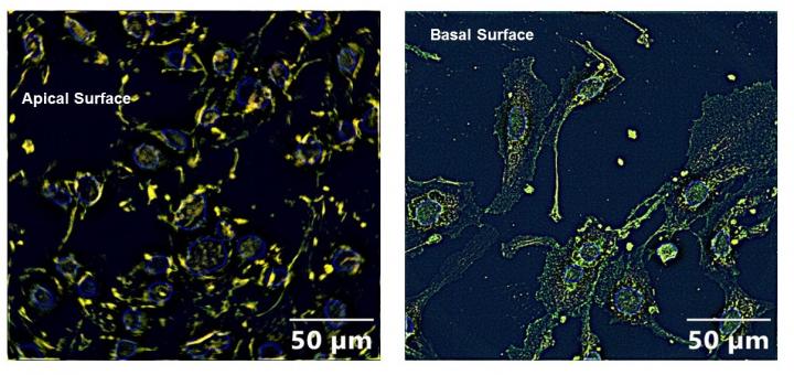 Epithelial cells exposed to organophosphates