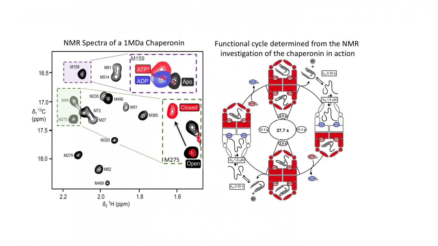 In The Heat Of Action: A "Rege [IMAGE] | EurekAlert! Science News Releases