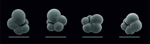 Planktonic foraminifer