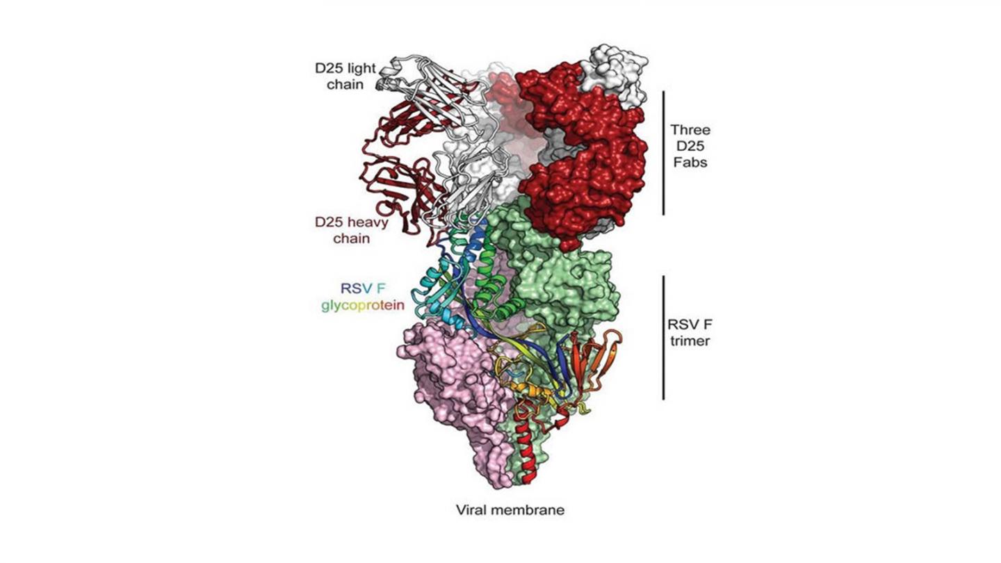 D25 binding to the F protein of the RSV