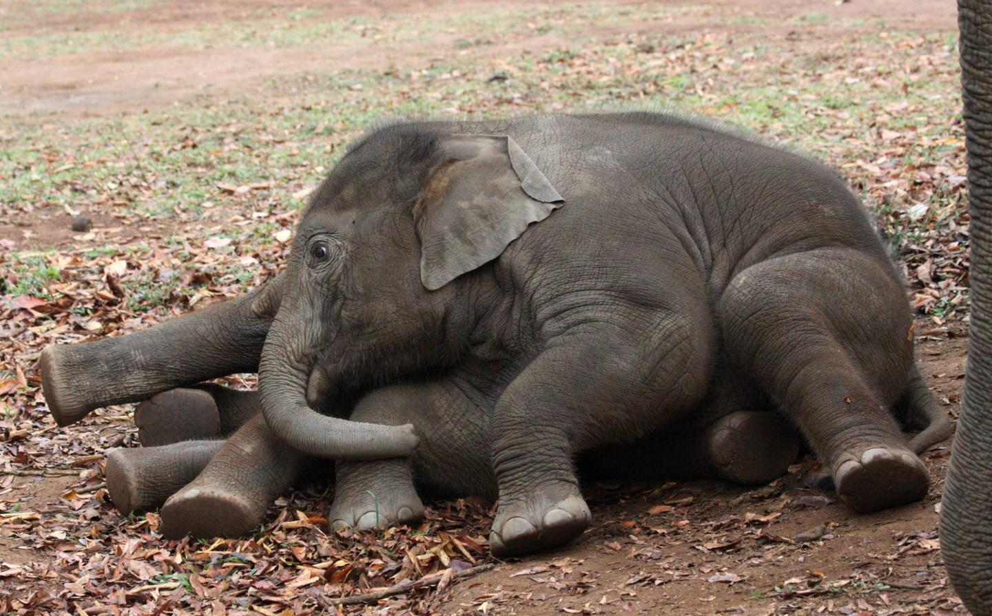 Baby Elephants Laying Down